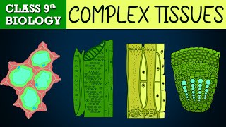 #Tissues part-4 (Animated) | COMPLEX PERMANENT | CBSE CLASS 9 | Biology Chapter-6 | NCERT Science