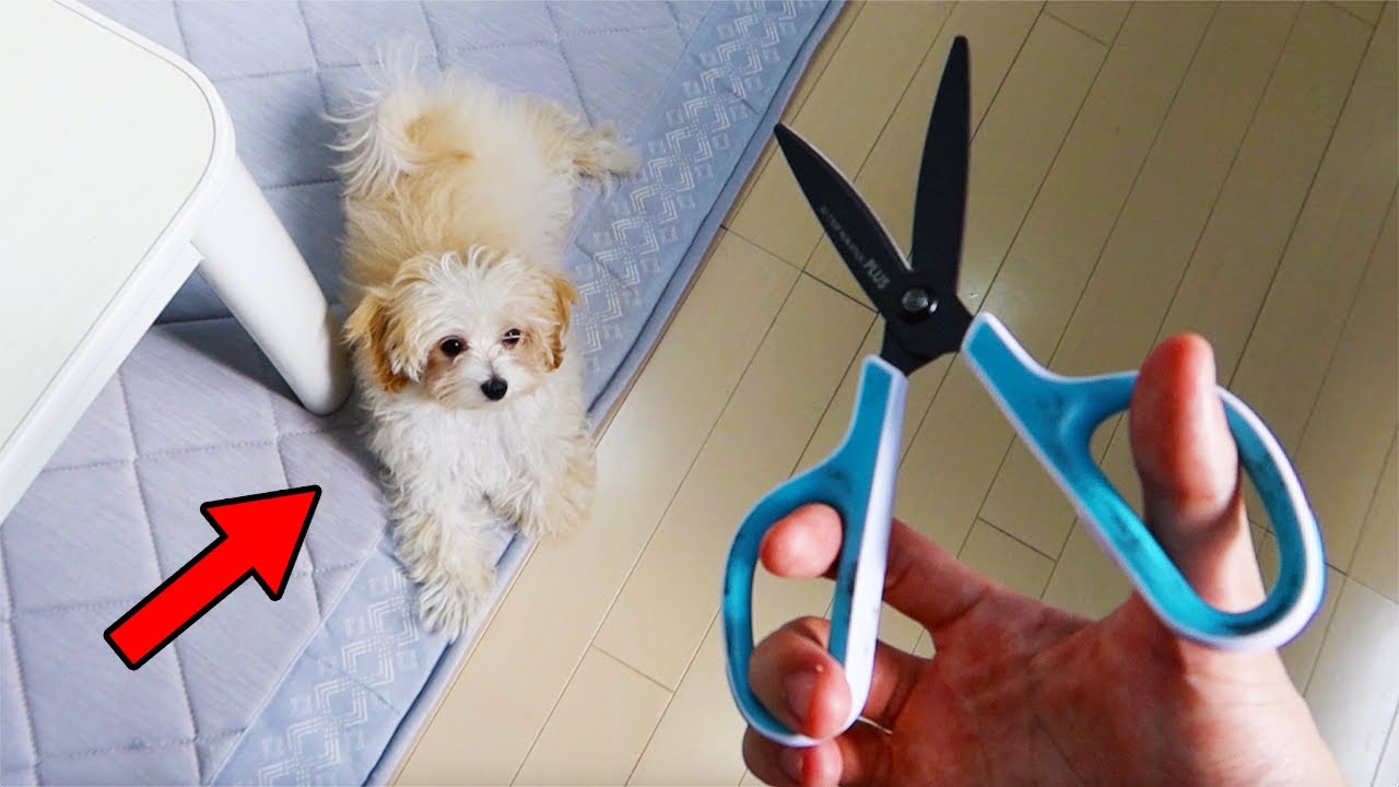 ボサボサイッヌの髪の毛を切ってみたら...