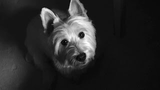 Bambino Lupo - (Short Film)