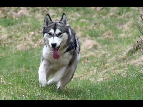 Husky siberiani che obbediscono al richiamo