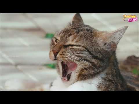 பூனைகள் பற்றிய சுவாரசியமான தகவல்கள் | Cat Facts Tamil