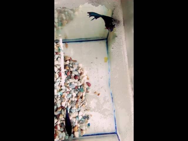 Siamese fighter fish breeding in the aquarium tank