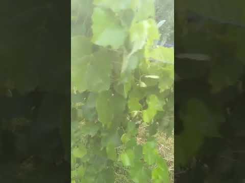 "MIS SUEÑOS"  Humberto 1°  Santa Fe Argentina 