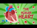 The Human Body The Heart Educational Videos For Kids