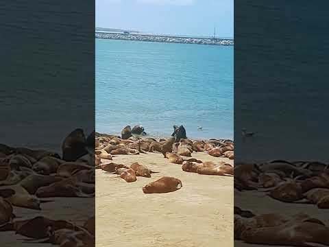 LOBOS MARINOS, PUERTO QUEQUÉN, BUENOS AIRES