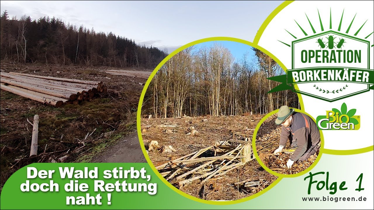Borkenkäfer bekämpfen: Operation Borkenkäfer | biogreen.de ♥