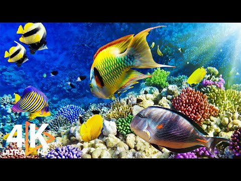 The Best 4K Aquarium for Relaxation II 🐠 Relaxing Oceanscapes - Sleep Meditation 4K UHD Screensaver