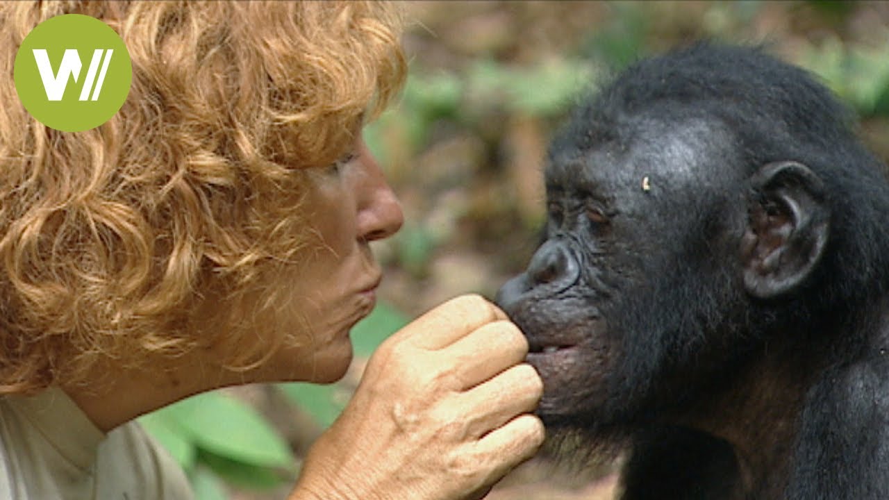 Bonobo-Waisen finden Schutz im Paradies der Bonobos