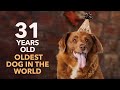 The Historic Birthday Party of Bobi The Oldest Dog in the World