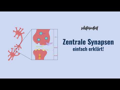 Funktion von Synapsen im Gehirn - Definition & Alle Arten von Synapsen in der Prä- & Postsynapse