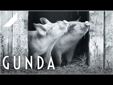 GUNDA (2020) | Official Trailer | Altitude Films