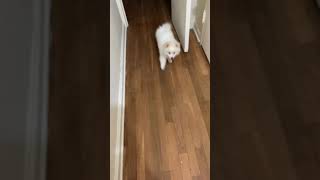 American Eskimo Dog Puppies Videos