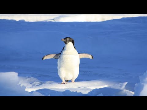 SAVING SOUTH AFRICA'S PENGUINS: ENDANGERED SPECIES AT RISK. #wildlife #animals #penguin