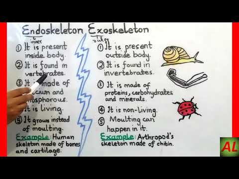 image-What is the similarities between endoskeleton and exoskeleton?