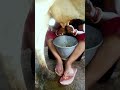 Fast Cow Milking Shorts Youtubeshorts