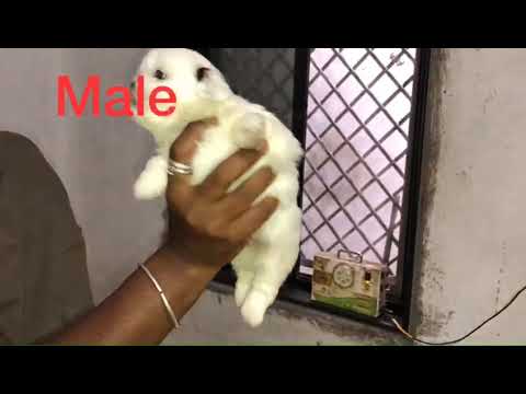 Shih tzu male puppy available.call khushi pet shop 7385458976