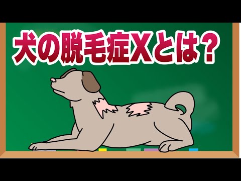 犬の脱毛症 - 原因と治療法 - ポメラニアンの脱毛症