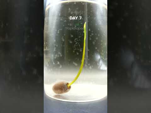 LOTUS Seed Hatches Underwater Timelapse!