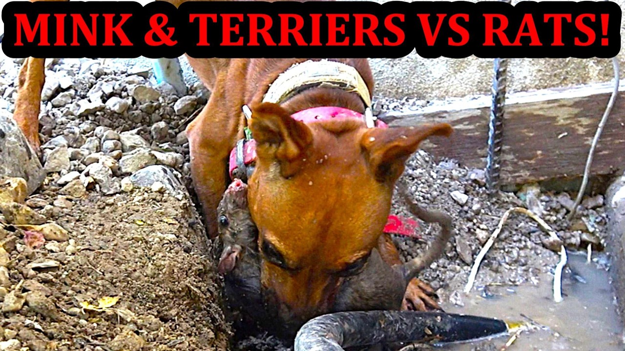 Mink and Dogs Clean Up Rat Invasion