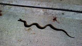 Willow, Weep for Me - Royce Ferguson