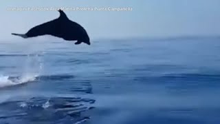 Cucciolo di delfino intrappolato in una rete al largo di Salerno: diportisti lo salvano e gli alt...