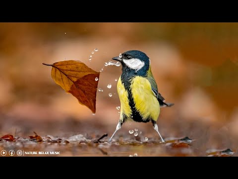 Música Para Sanar Todos los Dolores del Cuerpo, Alma y Espíritu • Calmar la Mente, Musica Relajante