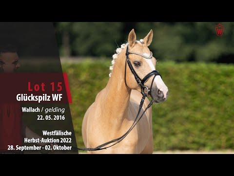 Herbst-Auktion Lot 15 Glückspilz WF Wallach v. HET Golden Dream - FS Cocky Dundee