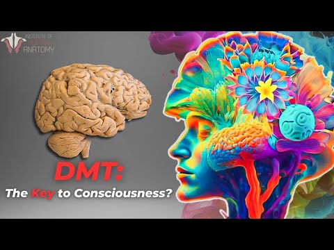 The Profound Potential of DMT | Psychedelic brain connections