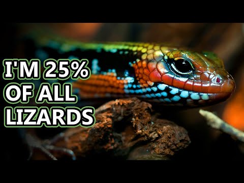 Skink facts: Diverse Lizards | Animal Fact Files