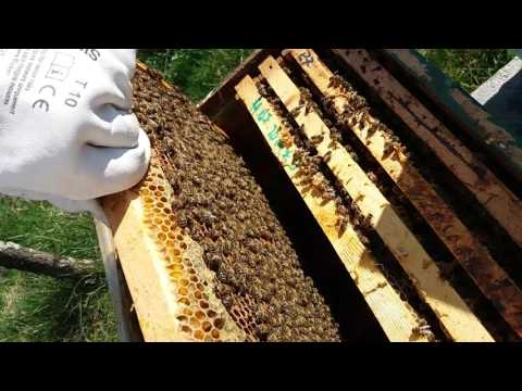 , title : 'Cel mai bun sfat pentru un apicultor incepator'