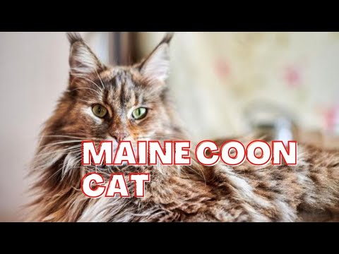 Maine coon cat || The Personality of the Maine Coon Cat || History of Main Coon Cats