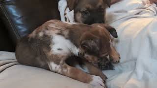 Video preview image #1 Catahoula Leopard Dog-Unknown Mix Puppy For Sale in Holly Springs, NC, USA