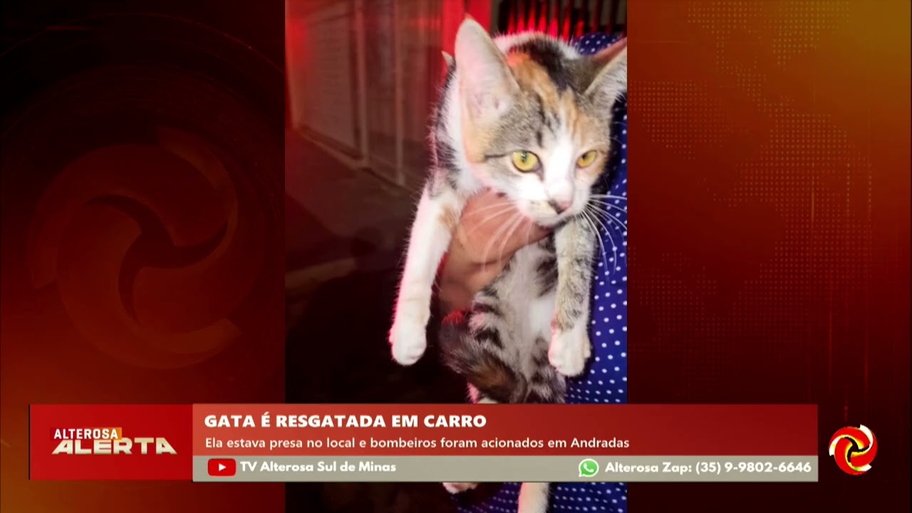 Gata é resgatada presa dentro de carro em Andradas