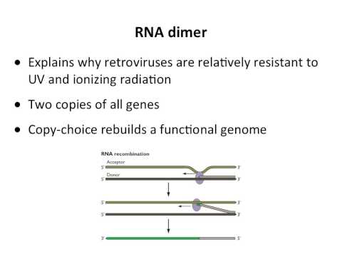 Virology 2013 Lecture #9 - Reverse transcription and integration