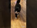Cat S Loud Meowing Shorts Meow Talkativecat