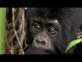 Virunga The Quest To Protect Africa S Oldest National Park