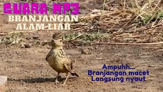 Download lagu suara burung branjangan alam liar untuk pancingan branjangan macet bunyi mp3