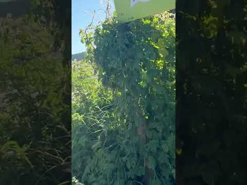 Tanhaçu Bahia terra maravilhosa, quem conhece já mais esquece