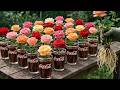 Just Coca Cola Rose Cuttings Root Overnight 100 Natural