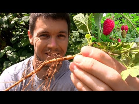 How to Propagate and Multiply Raspberry Plants