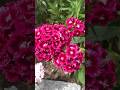 Sweet William (Dianthus barbatus) 💗#shorts #flowers #nature