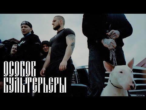 ОСОБОВ - Бультерьеры