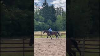 Download lagu This vid proves my Chanel is dead I posted this an hour ago😭#horselife #equestrianstyle #fyp #shorts mp3