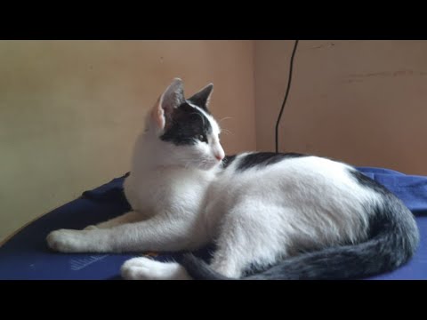#cat || #chinni || chinni love to play with paper ball || cat play ||