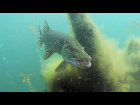 Hechte in Garnelensuppe