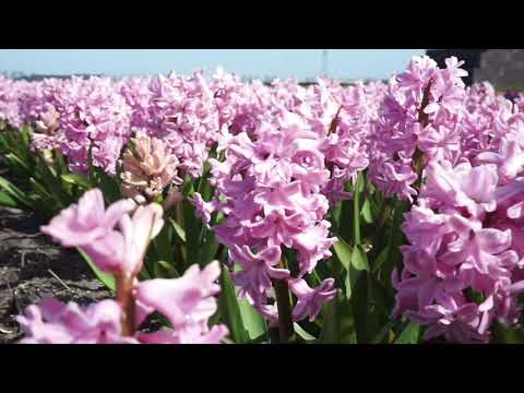 Do you smell the Spring?