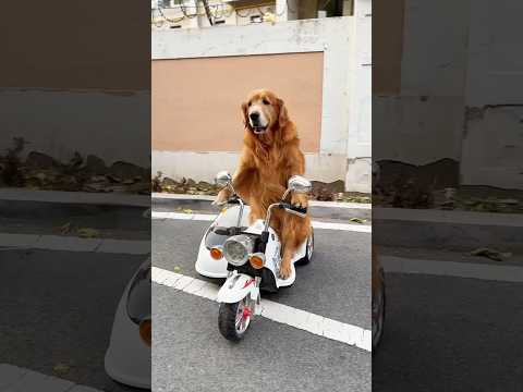 It Was 10 O’Clock... Scooter Was Parked Outside... Dog Went to Bring Bunty