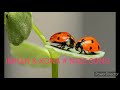 Imran Kona Ar Super Hit Song Tui Ki Amar Hobi Re Valo Lagle Subscribe Pls