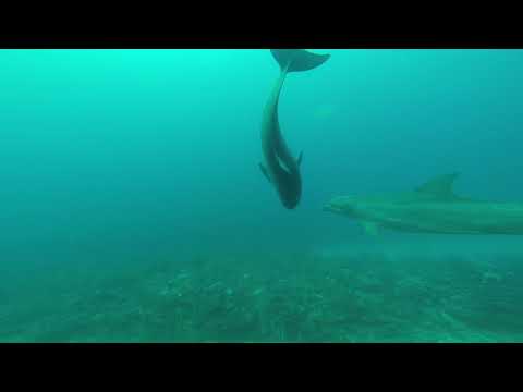 Scuba Diving with Dolphins in Belize!!  Ambergris Caye Coral Reef Dive October 2017