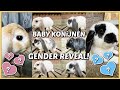 BABY KONiJNEN GENDER REVEAL ?? | Bellinga Vlog #2535